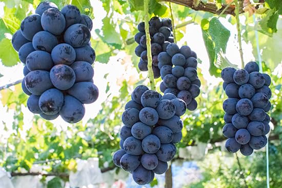 Amazon.co.jp: 【豪華ぶどう3種 旬の食べ比べ】1.6kg前後 ピオーネ